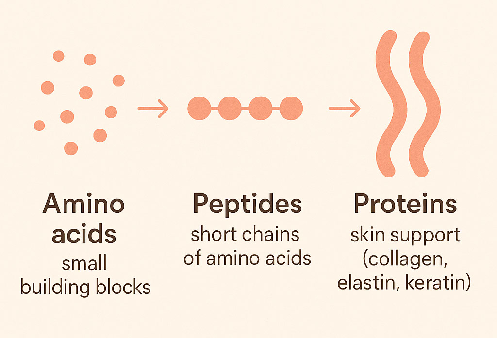Infographic showing amino acids as small dots joining into peptide chains and then into skin proteins like collagen, elastin and keratin.